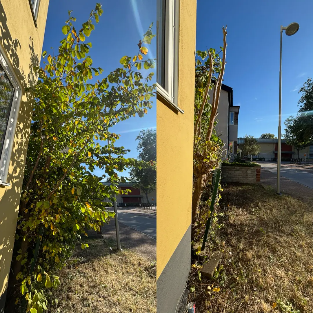 Före och efter: stort buskage intill husvägg som beskurits, fri fasad och öppen utsikt efteråt – före