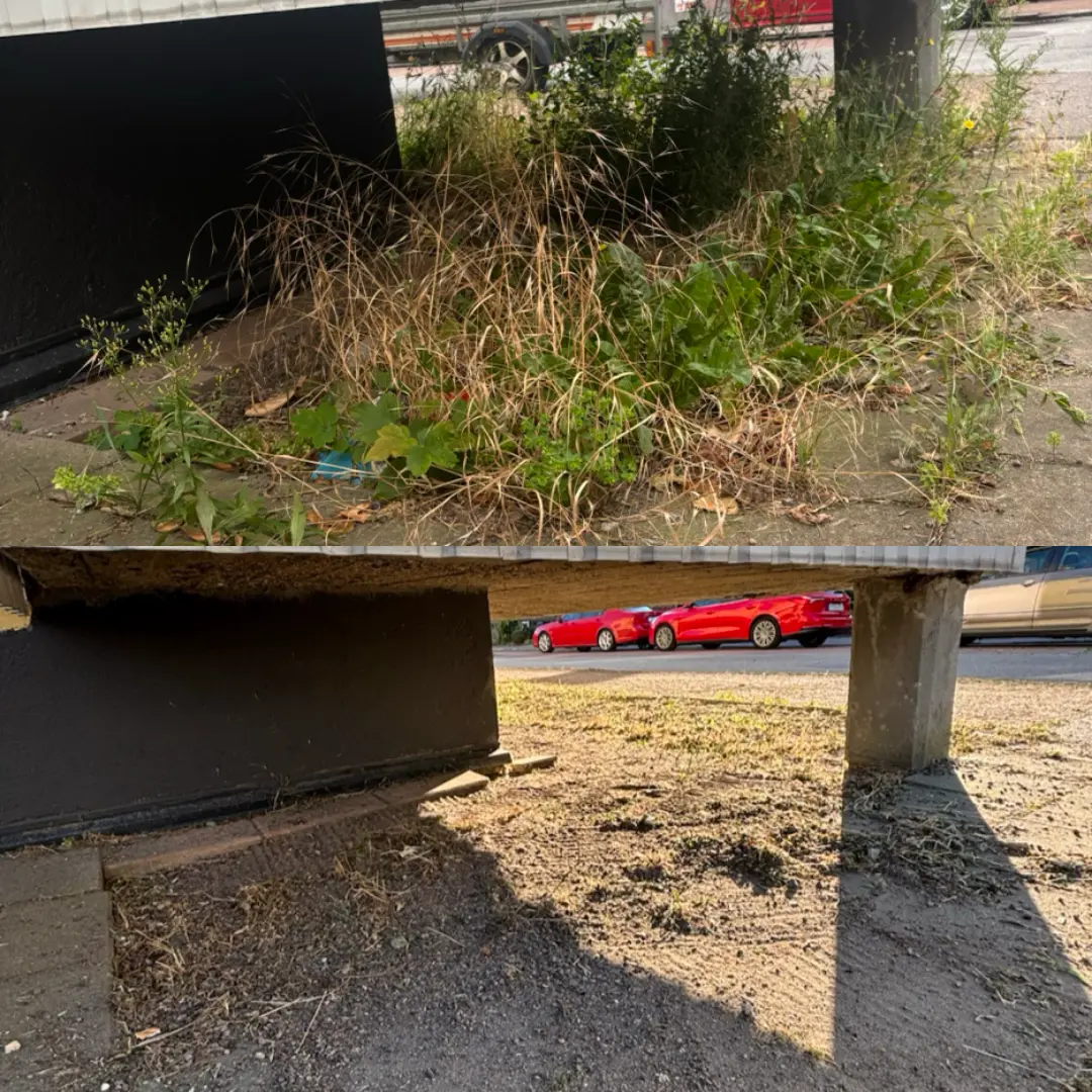Före och efter: yta med högt ogräs och gräs invid mur som rensats bort, ren och jämn mark efteråt – före